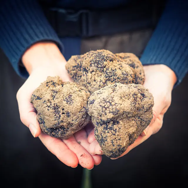 Truffes