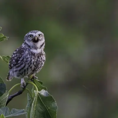 Une chouette sortie - Chevêche d'Athéna_ Alain Lorieux