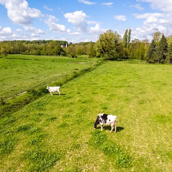 vache-visite-ferme-loches-valdeloire