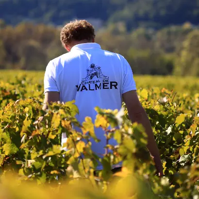 Vendanges-Chateau-Valmer_Leonard de Serres_paysage