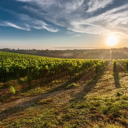 Vignes_pixabay