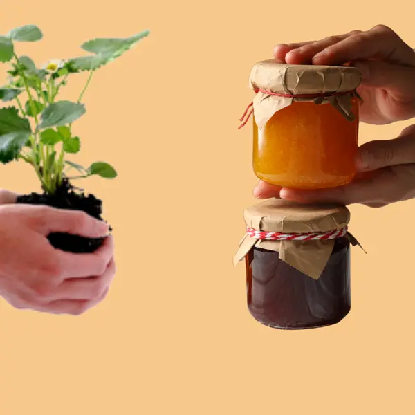Troc's bocaux et plantes d'automnes