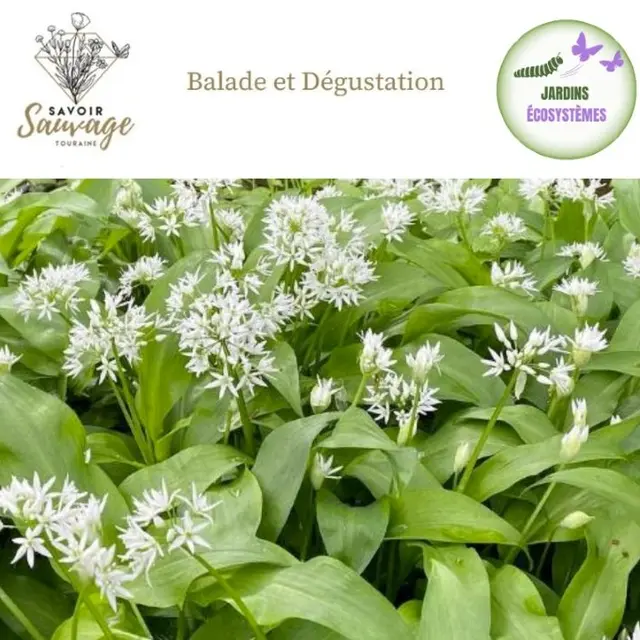 TVV - Balade découverte plantes comestibles