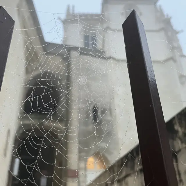 araignées