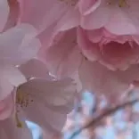 arboretum-cerisier_accolade03