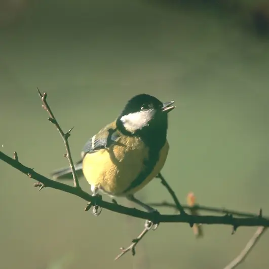 aube oiseaux 2025-loches-valdeloire