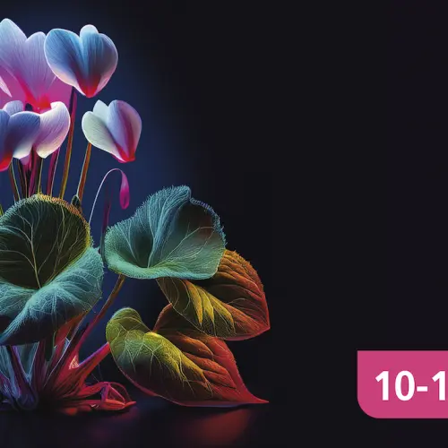 Concerts d'Automne