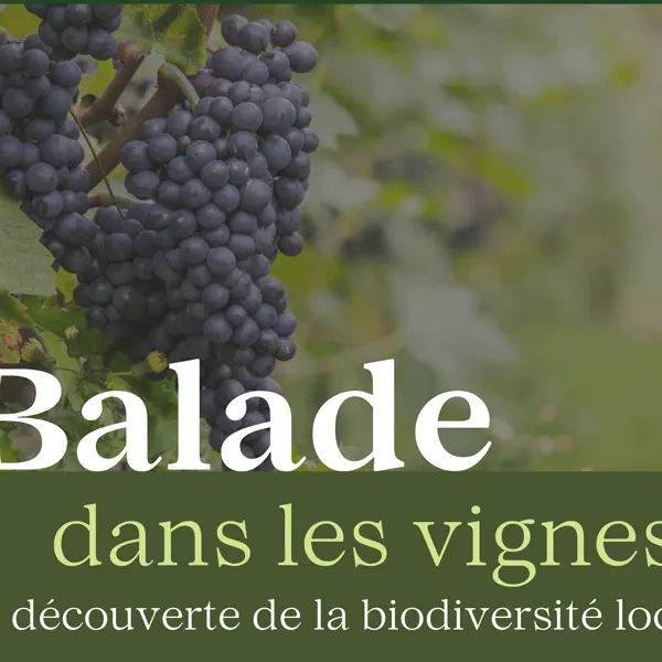 Rando Balade dans les vignes
