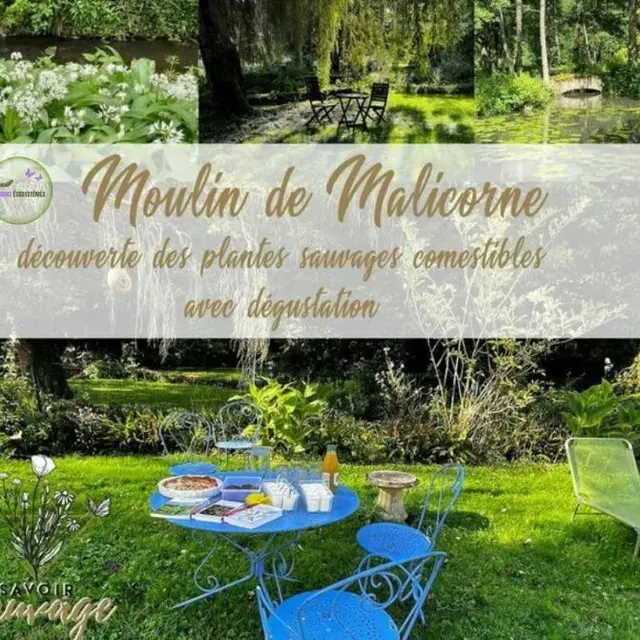 balade formation découverte plante sauvages cuisine comestible moulin de malicorne jardins ecosystèmes vallee de courtineau