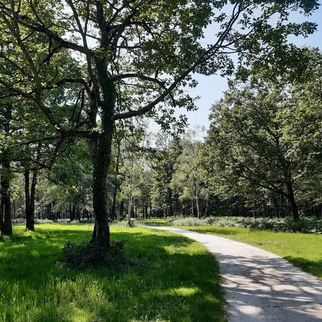 Le bois des Hâtes