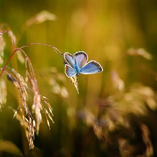butterfly-Marek Ropella-Pixabay (1)