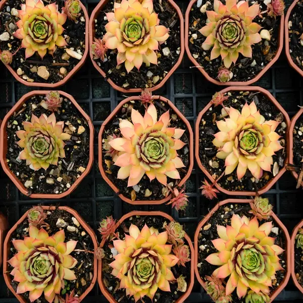 plantes-grasses-loches-valdeloire