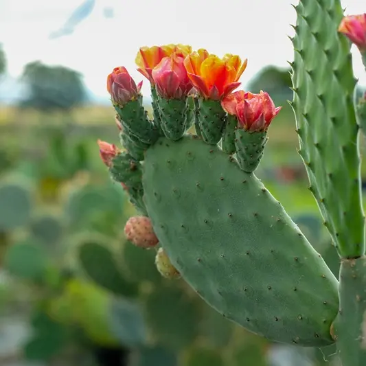 cactus_et_agave_cactus - Marine Desfontaine (8)