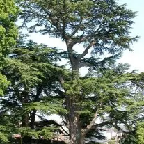 cedre_parc_du_chateau_x275_-47d70