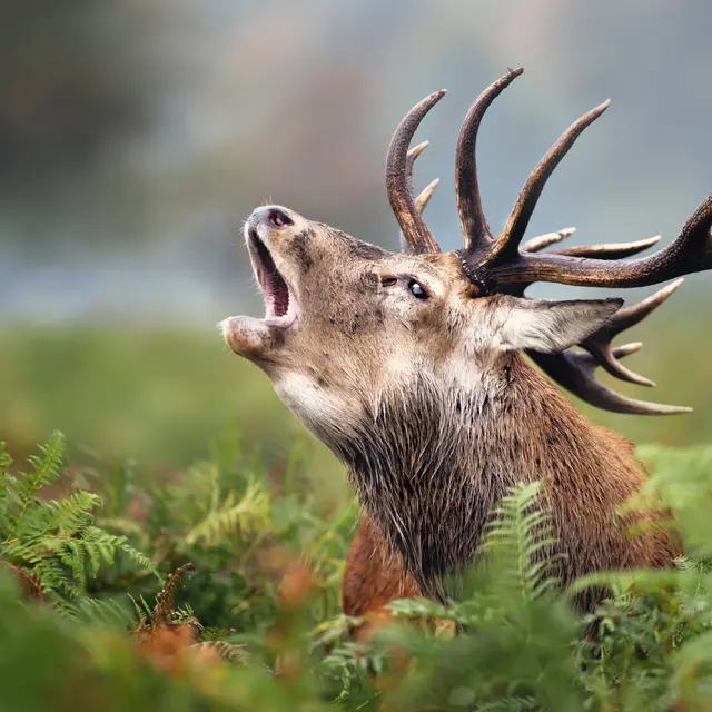 Design sans titre - 1