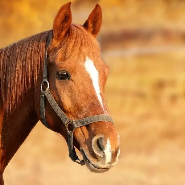 Cheval