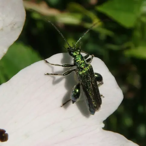 coleopteres-et-compagnie©couleurs-sauvages