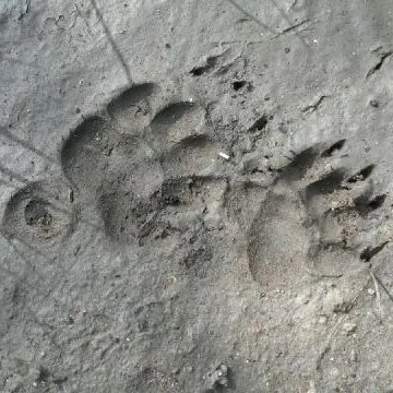 empreintes_de_blaireau_D.Blanc_