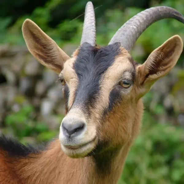 Chévre de la ferme des petits champsamps nouzilly