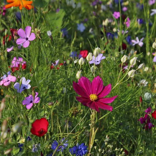 fleurs-loches-valdeloire