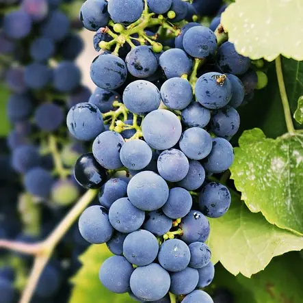 Raisin sur vigne