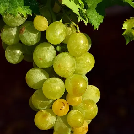 Grappe vigne Touraine Azay-le-Rideau