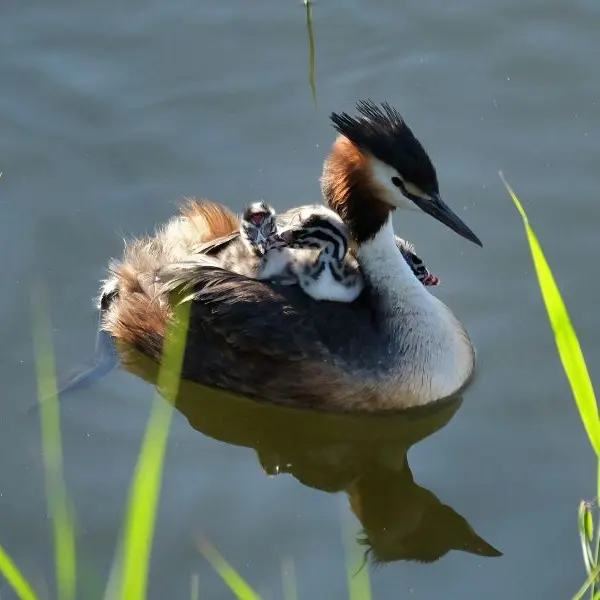 grebes-loches-valdeloire
