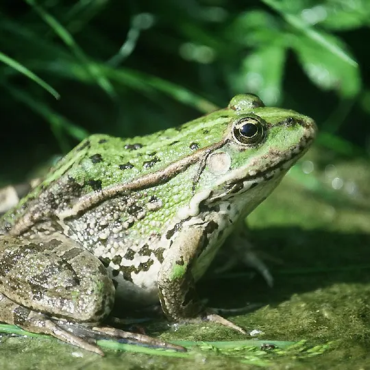 grenouille_verte