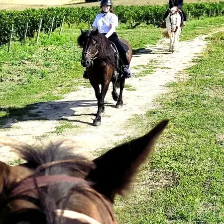 Horse journey - Balade dans les vignes - Saint-Martin-le-Beau