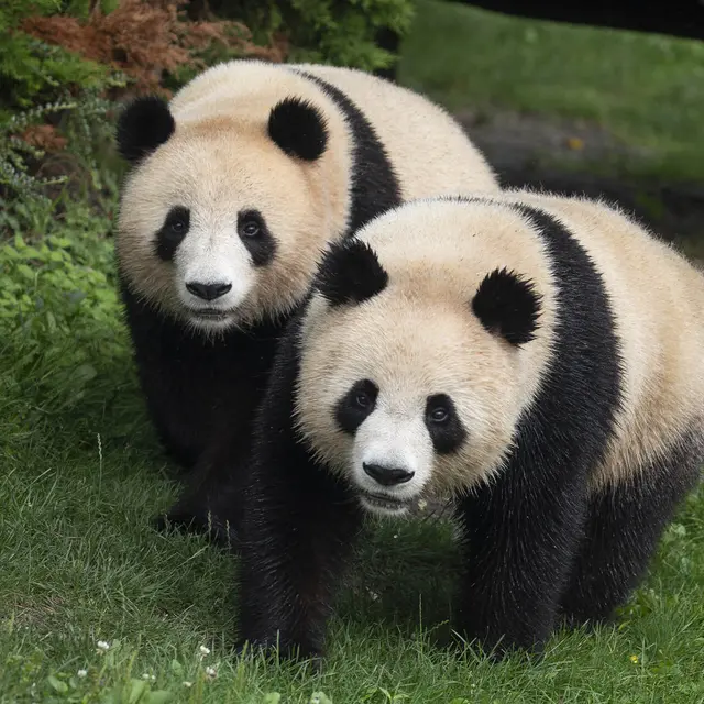 jumelles_panda_122024