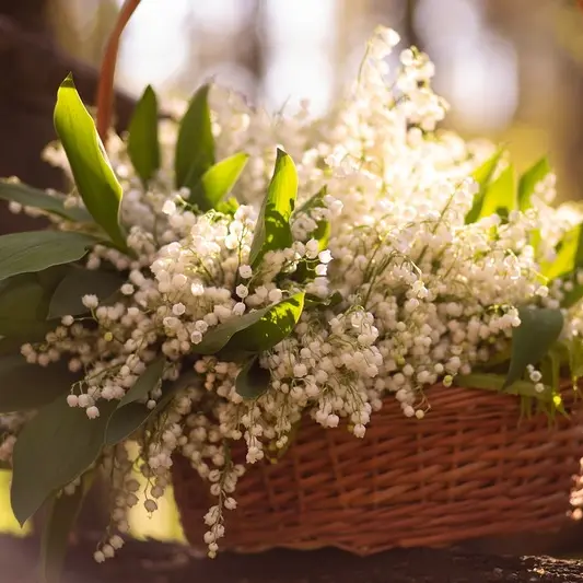 lilies-of-the-valley