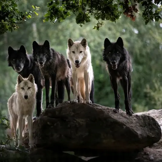 loup Mackenzie AGN8153 @MNHN A. Iatzoura