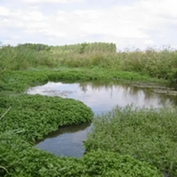 marais de taligny