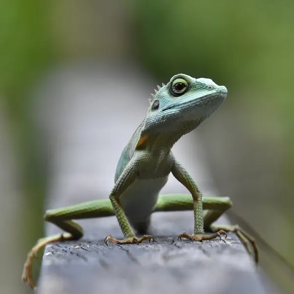 Salon des reptiles
