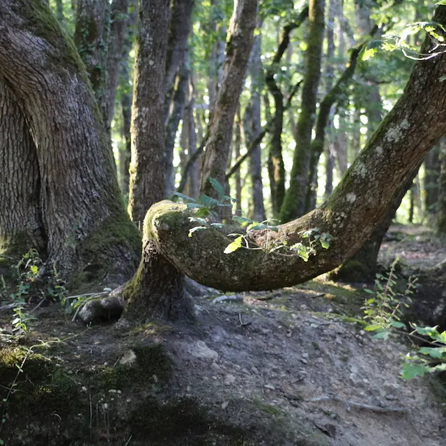 matinee-chant-nature