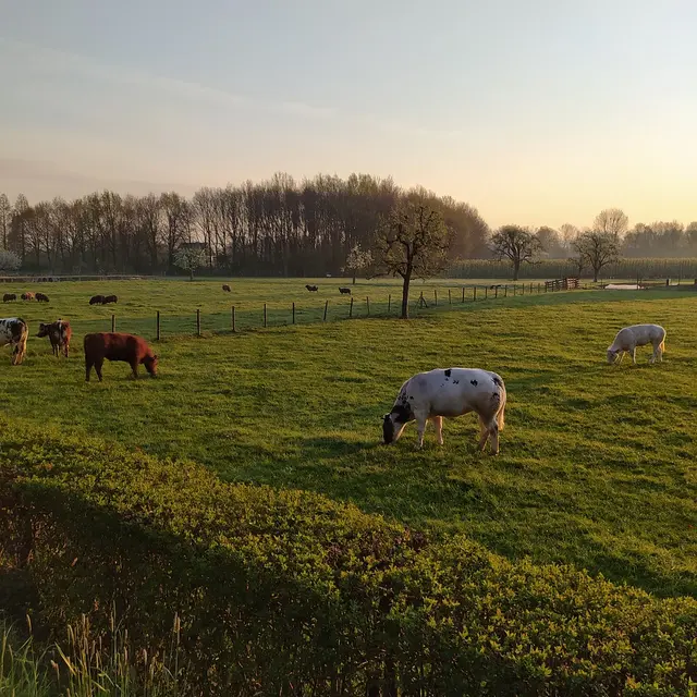 morning-5033738_1280