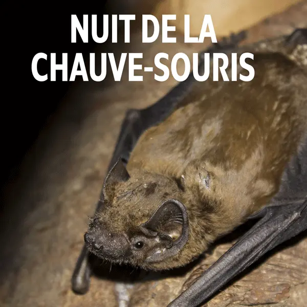 nuit de la chauve-souris