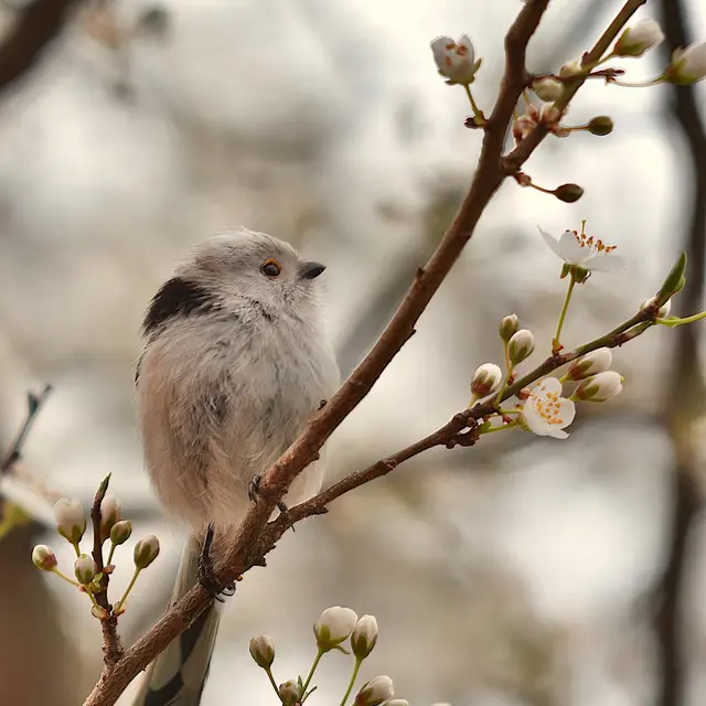 oiseau pixabay