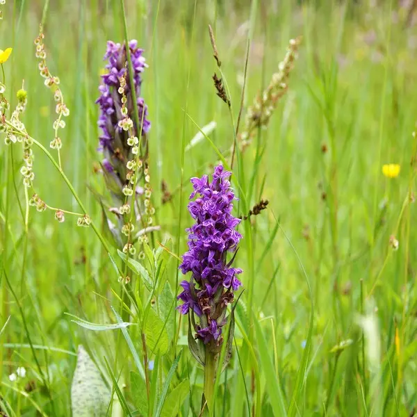 orchidees-prairie-loches-vadeloire