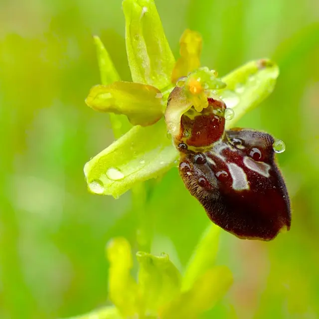 orchis-araignee