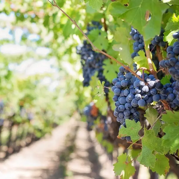 ottn - 2024 - PO domaines generalistes