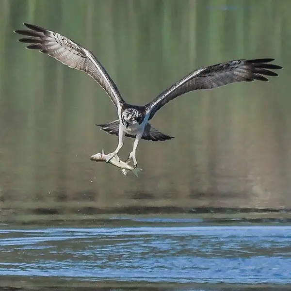 ottn-2023-balbuzard pecheur lpo-credit-alain chartier