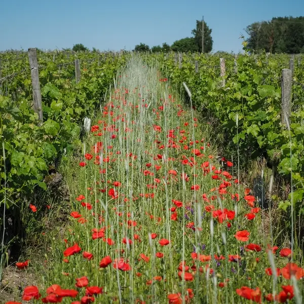 ottn-2026- Dans les pas du vigneron - Restigne
