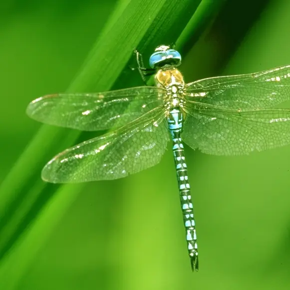 papillon-et-libellule