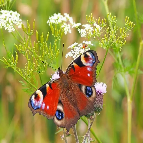 papillon-loches-valdeloire