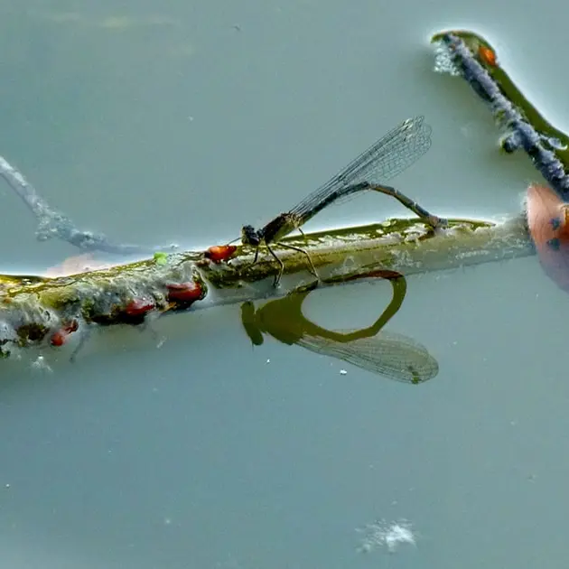 photo-nature-P1240159