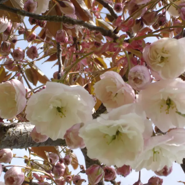 prunus_Shirofugen