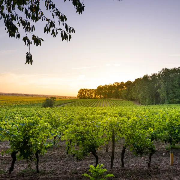 Bourgueil vignes