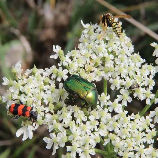 sortieinsecteetplante2022-betzlechateau-valdeloire-1