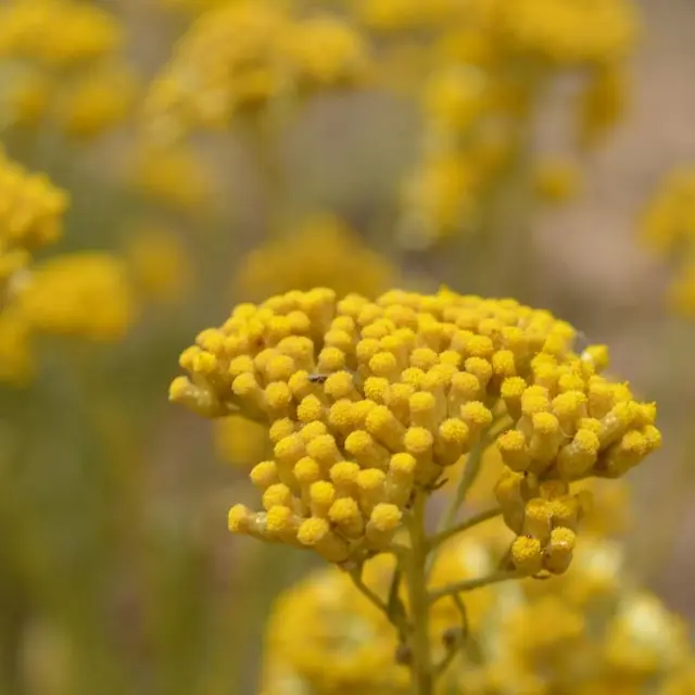 VITALBA - DISTILLERIE LISTINCU